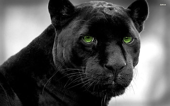 Black Panther - Full search HD wallpaper