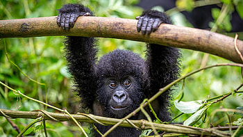 Virunga National Park, Lowland and mountain gorilla, Trekking, Congo HD wallpaper