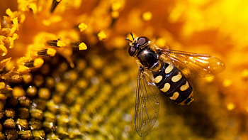 Eupeodes, Bees HD wallpaper