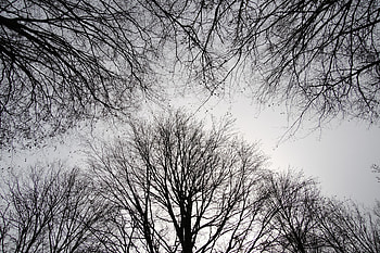 Nature, Trees, Sky, Branches, Bw, Chb HD wallpaper