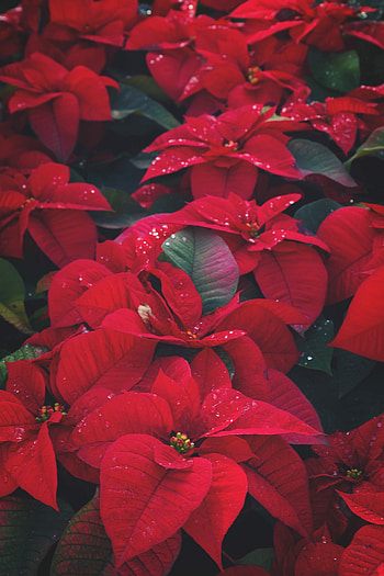 Brighten holidays, Indoor blooms, Festive plants, Poinsettia centerpiece HD phone wallpaper