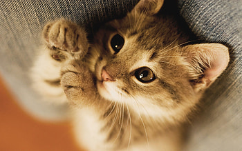 Kitten charm, Animal cuteness, Fluffy friends, Irresistible playmates HD wallpaper