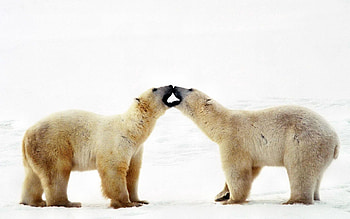 Animals, Couple, Pair, Bear, Family, Care, Tenderness, Polar Bear HD wallpaper