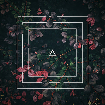 Bush, Plant, Miscellanea, Miscellaneous, Branches, Square, Triangle HD phone wallpaper