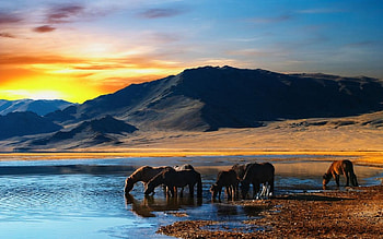 Animals, Landscape, Nature, Mountains, Horses HD wallpaper