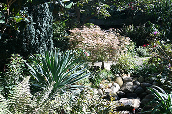 Amazing day at Edmonton garden 10, pink, graphy, green, Flowers, garden, cactus HD wallpaper