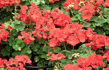 Flowers, Drops, Greens, Pot, Geranium HD wallpaper
