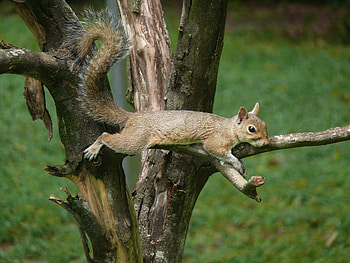 Animals, Squirrel, Wood, Tree, Eyes, Branches, Tail HD wallpaper