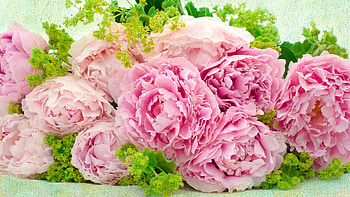 Pink Peonies HD wallpaper