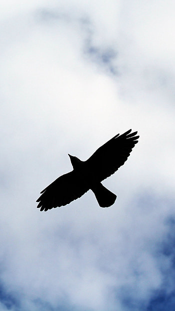 Eagle In The Sky, sky, eagle, nature HD phone wallpaper