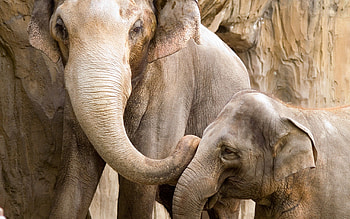 Animals, Elephants, Young, Couple, Pair, Family, Joey HD wallpaper