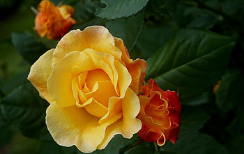 Rose, orange, yellow, flower HD wallpaper