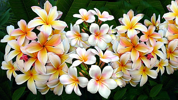 Plumeria, white, flowers, dew HD wallpaper