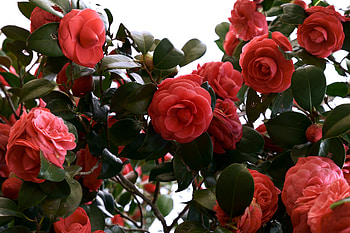 Red camellias, nature, Flower, camellias, Red HD wallpaper