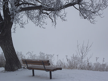 Frosty winter wonderland, winter, frost, white, graphy, beautiful, serene, park, pretty, snow, wonderland HD wallpaper