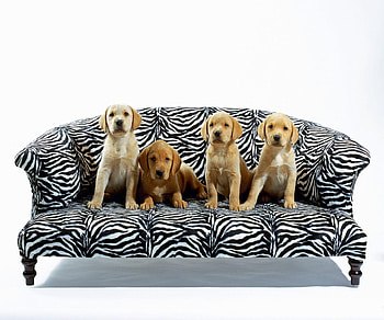 Beautiful Puppies, Black, White, Sofa, Puppies HD wallpaper
