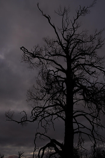 Sky, Silhouette, Wood, Tree, Texture, Textures, Branches HD phone wallpaper