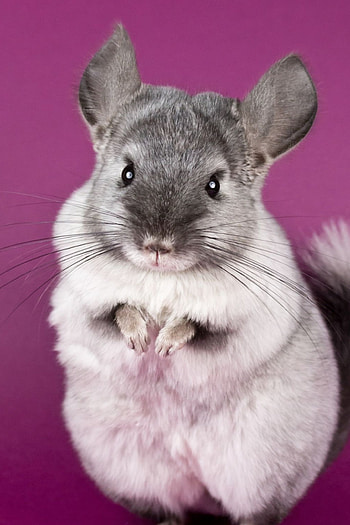Chinchilla aquarelle art, Beautiful rodent portraits, Captivating graphy, Awe-inspiring animals HD phone wallpaper