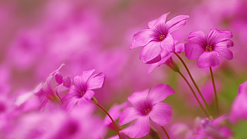 Pink flowers, Field, Flowers, Pink, Bokeh HD wallpaper