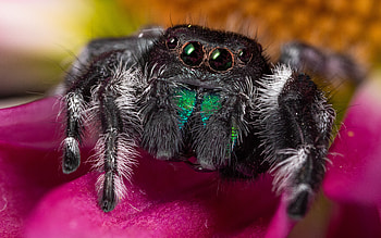 Jumping Spider, animal, spider, insect, jumping HD wallpaper