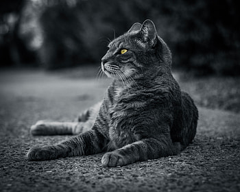 Animals, Cat, Lies, Grey, Bw, Chb HD wallpaper