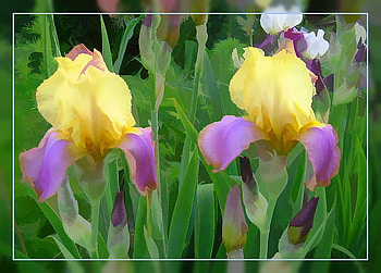 IRIS, purple, flowers, yelow HD wallpaper