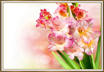 FRAMED FLOWERS, NATURE, FLOWERS, , FRAMED HD wallpaper