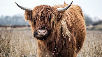 Highland cow , Stunning backgrounds, Magnificent creatures, Highland beauty HD wallpaper