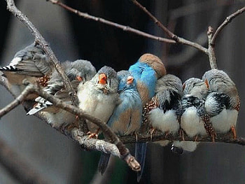 small sleeping, birds, sleeping, graphy, animals HD wallpaper