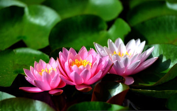 ✿⊱•╮T h r e e╭•⊰✿, love four seasons, lotus pads, graphy, loturs flowers, colors, flowers, spring HD wallpaper