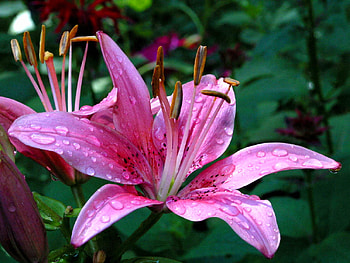 Pink lily, pink, tree, flower, lily HD wallpaper