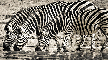 Thirsty zebras , Chromebook , Captivating animal ry, Nature-themed background HD wallpaper