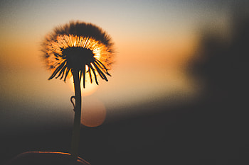 Nature, Sunset, Silhouette, Dandelion HD wallpaper