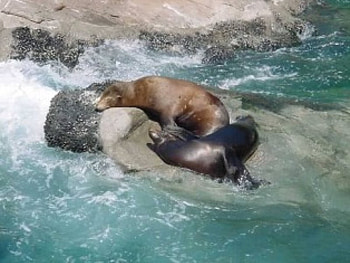 Sunbaking Seals, sunbaking, rocks, ocean, seals HD wallpaper