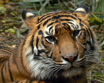 Tiger, tigers, animals HD wallpaper
