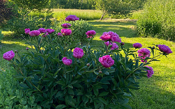 Peonies in Garden, peonies, pink, lawn, garden, Latvia HD wallpaper