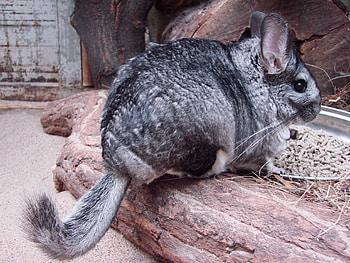 chinchilla , High-quality furry pets, Adorable animal close-ups, Fluffy cuties HD wallpaper