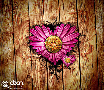 for all one, flowers, heart, love HD wallpaper