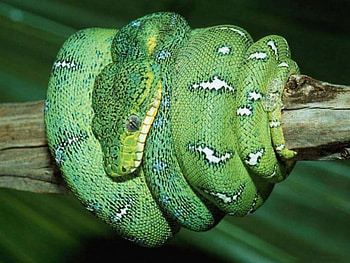 emerald tree boa, emerald tree snake HD wallpaper