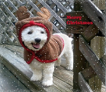 Reindeer GiGi, winter, dog, reindeer, snow, christmas HD wallpaper