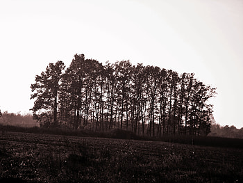 forest on the field, simple, filed, trees, sky, grass, forest HD wallpaper