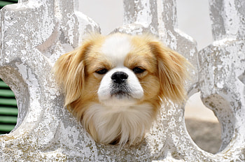 Animals, Fluffy, Dog, Muzzle, Sight, Opinion HD wallpaper