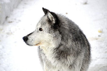 Animals, Snow, Dog, Profile HD wallpaper