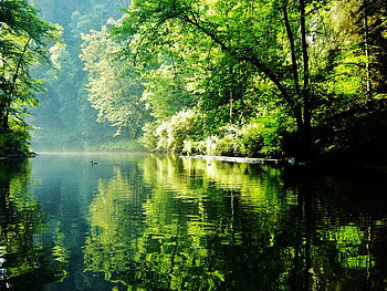 Quiet time, morning, peaceful, misty, green trees, lake, duck swimming HD wallpaper