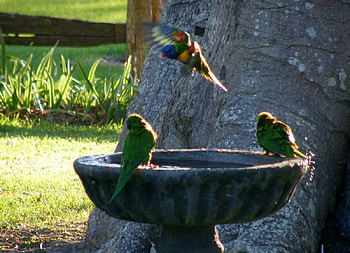 bird bath for wren, birds, bath, garden, nature, friendship HD wallpaper