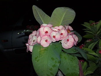gina's flowers, different kinds HD wallpaper