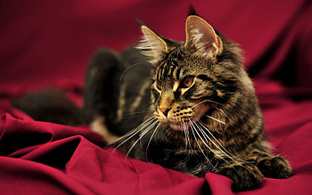 Animals, Cat, Fluffy, To Lie Down, Lie, Beautiful, Maine Coon, Maine HD wallpaper
