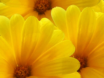 Flowers 2, nature, flowers, spring, yellow HD wallpaper