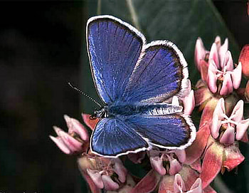 Marine blue, blue, white, black, black background, butterfly, pink flowers HD wallpaper