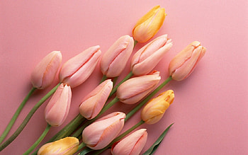 Tulips, buds, peach, yellow, flowers HD wallpaper